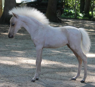 miniature colt 2020 for sale