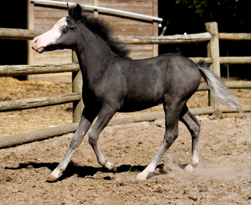 miniature colt 2020 for sale