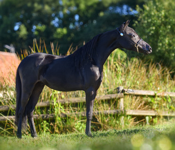 miniature stallion Black jack