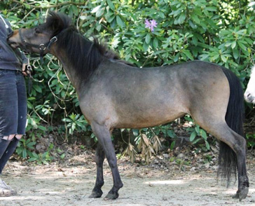 miniature broodmare 2015 for sale