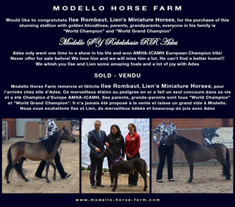 ades: miniature colts for sale