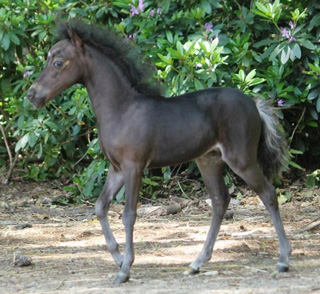 miniature colt 2019 for sale