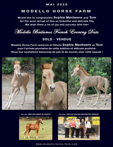 Modello Bailamos French Evening Date, MAHA miniature filly