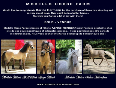 miniature colts for sale