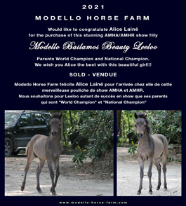 Leeloo, miniature 2020 filly for sale