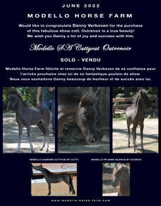 miniature colt sold