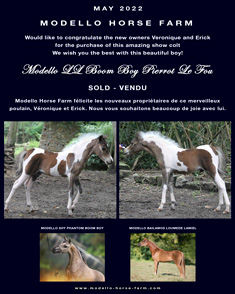 miniature colt sold