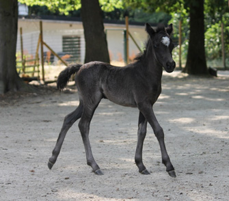 pouliche miniature 2018 à vendre