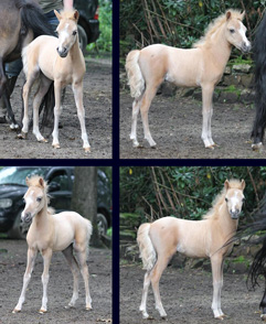 pouliche palomino à vendre