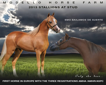 Stallions at stud