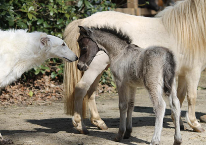 Stella, miniature filly for sale