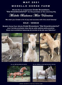 Valentina, pouliche miniature 2020 vendue