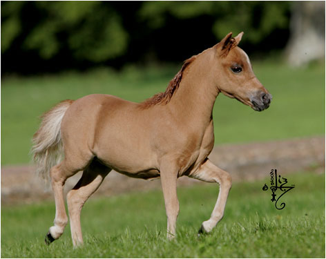 Modello Buckeroo Blue Phantom-Loumir