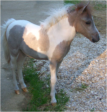 Modello Buckeroo Blue Phantom Secret Love