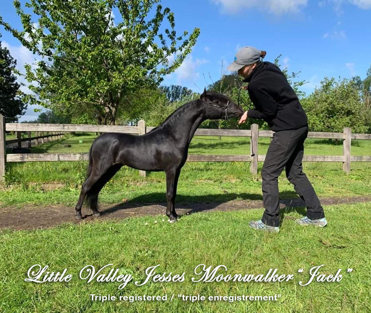 Little Valley Jesses Moonwalker, étalon miniature