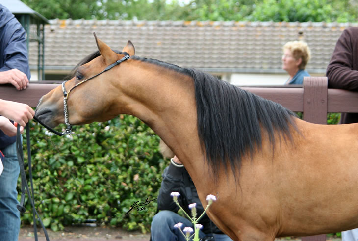 Blue Hawk au concours international de Deauville en 2009