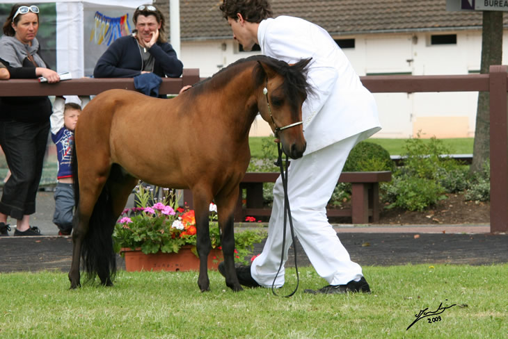 Blue Hawk au concours international de Deauville en 2009