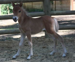 Bakelite, cheval miniature