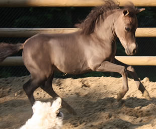 Dona Isabel, cheval miniature