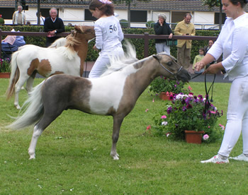 Ovation CBY au concours de Deauville 2008