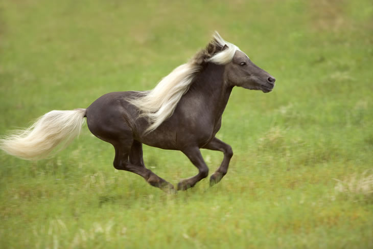 Moon au galop