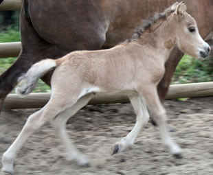 Aurore, cheval miniature