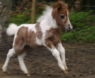 Aurore, cheval miniature