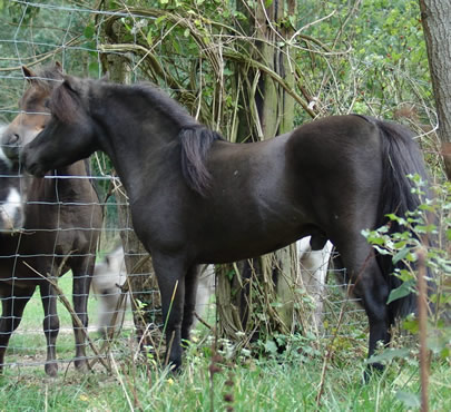 Phantom disant bonjour aux pouliches yearlings encore trop jeunes pour rejoindre son troupeau de juments