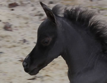 Modello U’T Phantom Black Orchid, miniature filly