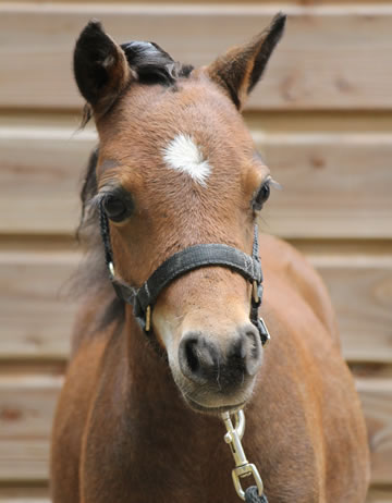 Modello Son Phantom Fahrenheit 451, miniature colt