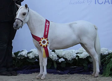 Modello U'T
Phantom Fen Roses, miniature filly