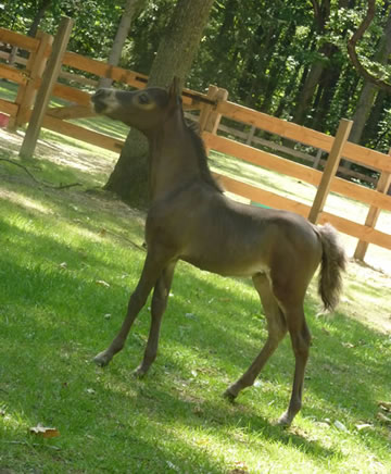 Modello Phantom Iphigénie en France, miniature filly