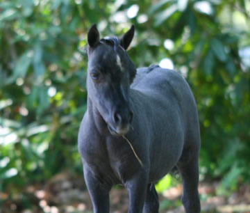 Modello DBB Phantom Dont Be Jealous, miniature filly