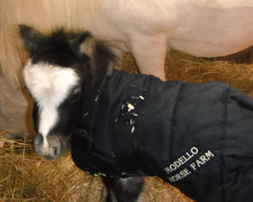 Modello Phantom Lorenzaccio Buckeroo, miniature colt