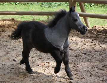 Modello Golden B Phantom Penny Lane, miniature filly