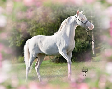 Modello Phantom A Whiter Shade of Pale, miniature colt