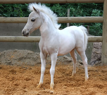 Modello Blue Phantom True Romance, miniature filly