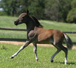 Hallmark Phantom Rio Grande