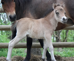 MODELLO FR STETSON COLOMBE DE LA PAIX, miniature horse