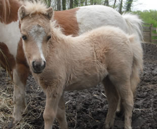 MODELLO RK STETSON INFENTE INÈS, miniature horse