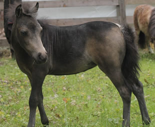 Salomé, miniature horse