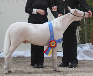 Silencio, miniature horse