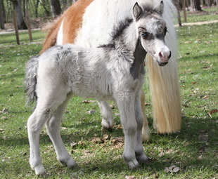 MODELLO RK STETSON STELLA, miniature horse