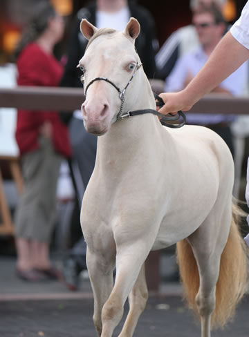 Hallmarks Phantom Stetson à Deauville