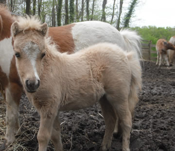 Modello RK Stetson Infente Inès, miniature horse