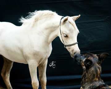 Modello TZ Stetson My Royal Limoges, miniature horse