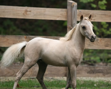 Modello Stetson Spirit of St Louis, miniature horse