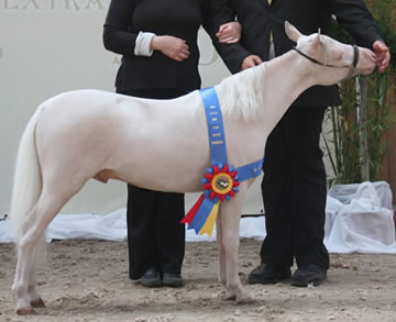 Modello TZ Stetson Silencio, miniature horse