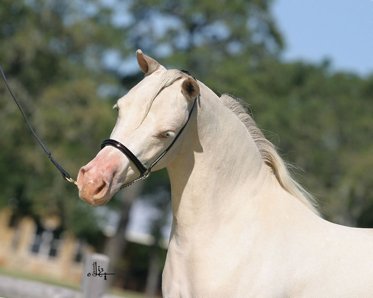 HALLMARKS PHANTOM STETSON