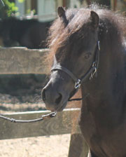 Silencia miniature mare